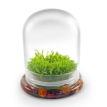 Load image into Gallery viewer, Self-Growing Moss Terrarium – Sundew Carnivorous Plants Live – No Maintenance Terrarium – Long-Lasting Plants Live - Ecosystem Terrarium - Orchid Gene