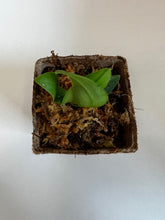 Load image into Gallery viewer, Sedirea Japonica (Nagoran), Miniature Aerides Orchid, Potted (30 DAYS Healthy Plant Guarantee) - Orchid Gene