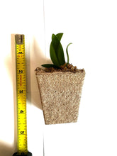Load image into Gallery viewer, Sedirea Japonica (Nagoran), Miniature Aerides Orchid, Potted (30 DAYS Healthy Plant Guarantee) - Orchid Gene