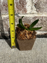 Load image into Gallery viewer, Gastrochilus Japonicus (The Yellow Pine Orchid), Bloom-ready Size, Wood Mount (30 DAYS Healthy Plant Guarantee) - Orchid Gene