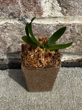 Load image into Gallery viewer, Gastrochilus Japonicus (The Yellow Pine Orchid), Bloom-ready Size, Wood Mount (30 DAYS Healthy Plant Guarantee) - Orchid Gene