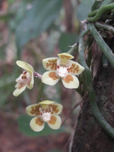 Load image into Gallery viewer, Chiloschista parishii (30 Days Healthy Guarantee) - Orchid Gene
