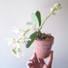 Load image into Gallery viewer, Sedirea Japonica (Nagoran), Miniature Aerides Orchid, Potted (30 DAYS Healthy Plant Guarantee) - Orchid Gene