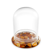 Load image into Gallery viewer, Terra Gel for Succulent Terrarium. Upgrade Your Succulent to a self-Sustaining Terrarium. Enjoy a Maintenance-Free Succulent Display. - Orchid Gene