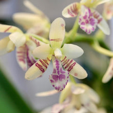 Load image into Gallery viewer, Sedirea Japonica (Nagoran), Miniature Aerides Orchid, Potted (30 DAYS Healthy Plant Guarantee) - Orchid Gene