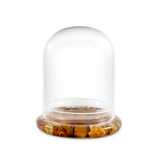 Load image into Gallery viewer, Terra Gel for Succulent Terrarium. Upgrade Your Succulent to a self-Sustaining Terrarium. Enjoy a Maintenance-Free Succulent Display. - Orchid Gene