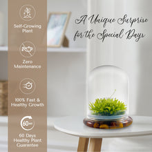 Load image into Gallery viewer, Self-Growing Moss Terrarium – Sundew Carnivorous Plants Live – No Maintenance Terrarium – Long-Lasting Plants Live - Ecosystem Terrarium - Orchid Gene