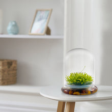 Load image into Gallery viewer, Self-Growing Moss Terrarium – Sundew Carnivorous Plants Live – No Maintenance Terrarium – Long-Lasting Plants Live - Ecosystem Terrarium - Orchid Gene