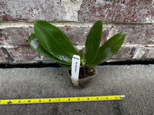 Load image into Gallery viewer, Flowering-size, Phalaenopsis Sweet Memory-Liodoro with flower spike, easy very fragrant orchid (30 DAYS Healthy Plant Guarantee) - Orchid Gene