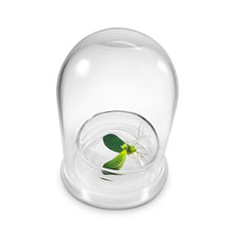 Load image into Gallery viewer, Terra Gel Plant Propagation with Glass Dome – Advanced Technology and Easy to Use Gardening Plant Propagation Station for Succulents - Orchid Gene