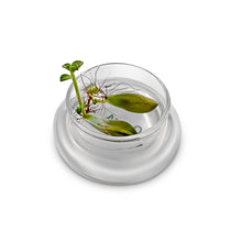 Load image into Gallery viewer, Terra Gel Plant Propagation with Glass Dome – Advanced Technology and Easy to Use Gardening Plant Propagation Station for Succulents - Orchid Gene