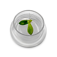 Load image into Gallery viewer, Terra Gel Plant Propagation with Glass Dome – Advanced Technology and Easy to Use Gardening Plant Propagation Station for Succulents - Orchid Gene