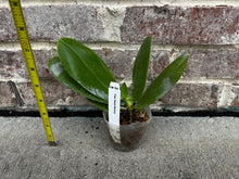 Load image into Gallery viewer, Flowering-size, Phalaenopsis Sweet Memory-Liodoro with flower spike, easy very fragrant orchid (30 DAYS Healthy Plant Guarantee) - Orchid Gene