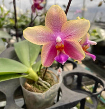 Load image into Gallery viewer, Flowering-size, Phalaenopsis Sweet Memory-Liodoro with flower spike, easy very fragrant orchid (30 DAYS Healthy Plant Guarantee) - Orchid Gene