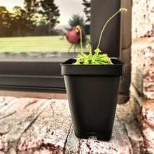 Load image into Gallery viewer, Large Size Spoon-leaved Sundew Plant. 2” Diameter, Drosera Spatulata, Carnivorous Plant - Orchid Gene