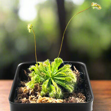 Load image into Gallery viewer, Large Size Spoon-leaved Sundew Plant. 2” Diameter, Drosera Spatulata, Carnivorous Plant - Orchid Gene
