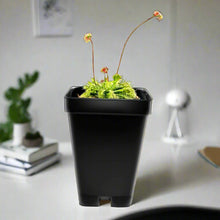Load image into Gallery viewer, Large Size Spoon-leaved Sundew Plant. 2” Diameter, Drosera Spatulata, Carnivorous Plant - Orchid Gene