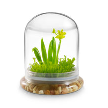 Load image into Gallery viewer, Everlasting Orchid Terrarium with Sundew Moss - Psygmorchis Pusilla – Self growing, Maintenance free, Unique Gift. - Orchid Gene