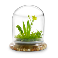Load image into Gallery viewer, Everlasting Orchid Terrarium with Sundew Moss - Psygmorchis Pusilla – Self growing, Maintenance free, Unique Gift. - Orchid Gene