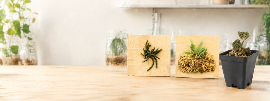 Rare & Miniature Orchid Collection