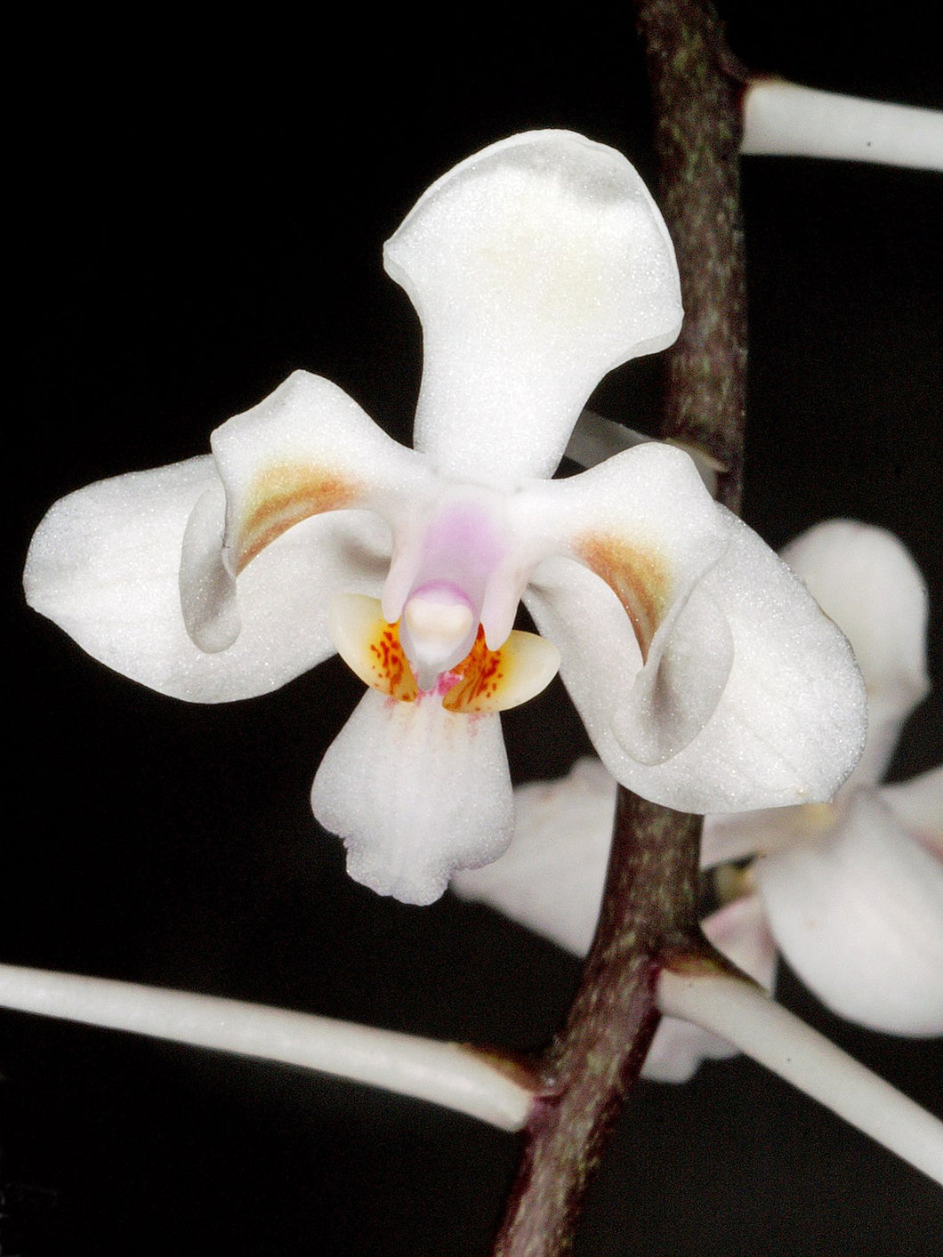 Phalaenopsis celebensis,star-shaped, snow-white orchid, potted