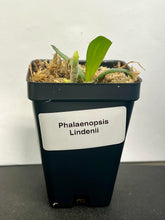Load image into Gallery viewer, Phalaenopsis Lindenii, White to Pale Pink Flowers, potted
