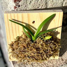 Load image into Gallery viewer, Bloomify Live Vanda NaNa – Miniature Vanda Orchid with Tiny Lavender Blooms, Rare, Compact &amp; Easy to Grow
