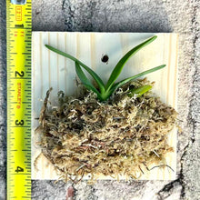 Load image into Gallery viewer, Bloomify Live Vanda NaNa – Miniature Vanda Orchid with Tiny Lavender Blooms, Rare, Compact &amp; Easy to Grow
