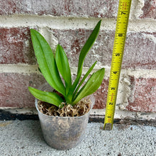 Load image into Gallery viewer, Flowering-size, Phalaenopsis Pulcherrima Coerulea Splash, The Beautiful Doritis
