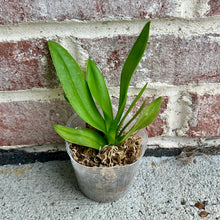 Load image into Gallery viewer, Flowering-size, Phalaenopsis Pulcherrima Coerulea Splash, The Beautiful Doritis
