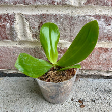 Load image into Gallery viewer, Bloomify Live Phalaenopsis KS Super Zebra ‘Golden Zebra’ – Striking Golden-Yellow Striped Orchid, Easy to Grow &amp; Exceptionally Showy
