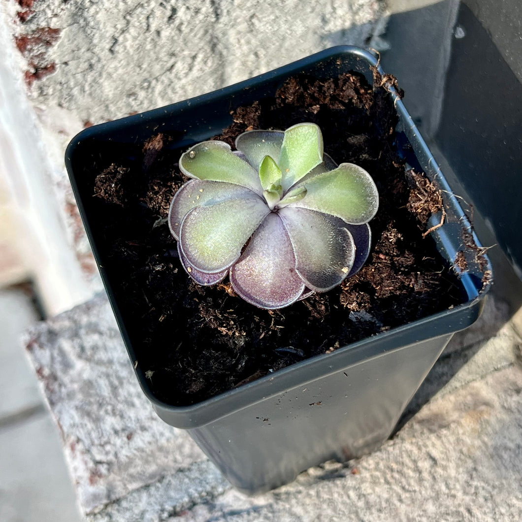 Bloomify Live Pinguicula cyclosecta – Rare Violet-Toned Mexican Butterwort, Rosette-Forming Carnivorous Plant, Easy to Grow