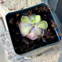 Load image into Gallery viewer, Bloomify Live Pinguicula cyclosecta – Rare Violet-Toned Mexican Butterwort, Rosette-Forming Carnivorous Plant, Easy to Grow
