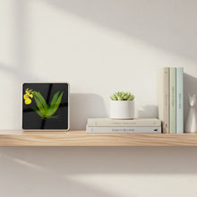 Load image into Gallery viewer, Bloomify Live Orchid Picture, Maintenance Free Orchid, Psygmorchis Pusilla, Live Green Wall Décor, Blooming, No Green Thumb Necessary, Great for Work, Home, Wall Décor, Unique Gift.
