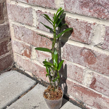 Load image into Gallery viewer, Dendrobium Hamana Lake 'Prism' Orchid, Fragrant Pink-Edged White Blooms, Compact Nobile Dendrobium, Blooming Size Orchid
