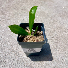 Load image into Gallery viewer, Phalaenopsis tetraspis 'Purple Gem', Vibrant Purple Blooms, Rare Miniature Orchid, Live Plant
