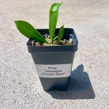 Load image into Gallery viewer, Phalaenopsis tetraspis 'Purple Gem', Vibrant Purple Blooms, Rare Miniature Orchid, Live Plant
