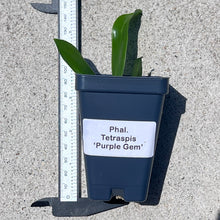 Load image into Gallery viewer, Phalaenopsis tetraspis 'Purple Gem', Vibrant Purple Blooms, Rare Miniature Orchid, Live Plant
