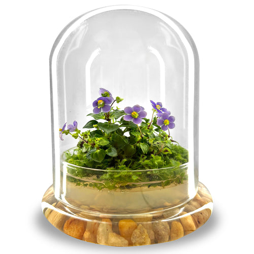 Bloomify Persian Violet lived in Terrarium Jar, real plants, a small oasis of greenery in the city, easy to grow and requiring minimal care, is a source of happiness in the home - Orchid Gene