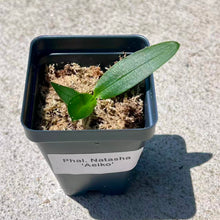 Load image into Gallery viewer, Phalaenopsis Natasha 'Aeiko' AM/OSROC, Creamy Yellow Burgundy-Spotted Miniature Orchid, Rare Live Orchid
