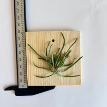 Load image into Gallery viewer, Chiloschista viridiflava, Yellow-Green Blooms,  Leafless Orchid
