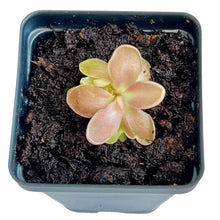 Load image into Gallery viewer, Bloomify Live Pinguicula &quot;Fumiko&quot; – Rare Mexican Butterwort Hybrid with Rosy-Lavender Leaves, Carnivorous &amp; Compact, Easy to Grow
