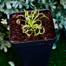 Load image into Gallery viewer, Bloomify Live Cape Sundew, Drosera capensis – Gnat-Eating Carnivorous Plant with Pot, Easy Indoor Grow Kit for Beginners &amp; Nature Enthusiasts
