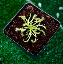 Load image into Gallery viewer, Bloomify Live Cape Sundew, Drosera capensis – Gnat-Eating Carnivorous Plant with Pot, Easy Indoor Grow Kit for Beginners &amp; Nature Enthusiasts
