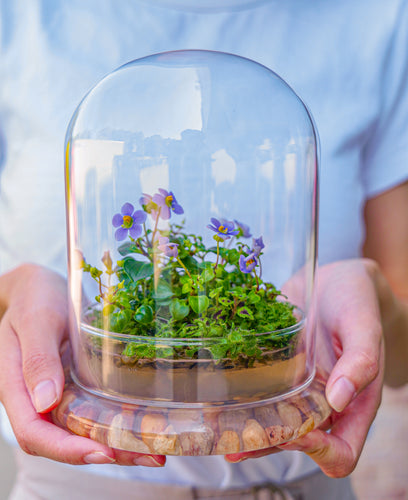 Bloomify Persian Violet lived in Terrarium Jar, real plants, a small oasis of greenery in the city, easy to grow and requiring minimal care, is a source of happiness in the home - Orchid Gene