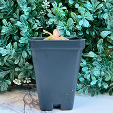 Load image into Gallery viewer, Bloomify Live Pinguicula &quot;Fumiko&quot; – Rare Mexican Butterwort Hybrid with Rosy-Lavender Leaves, Carnivorous &amp; Compact, Easy to Grow
