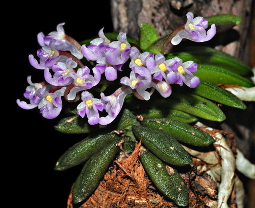 Schoenorchis seidenfadenni, Light Pink and White Flowers, Wood Mount - Orchid Gene