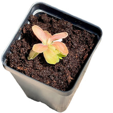 Load image into Gallery viewer, Bloomify Live Pinguicula &quot;Fumiko&quot; – Rare Mexican Butterwort Hybrid with Rosy-Lavender Leaves, Carnivorous &amp; Compact, Easy to Grow
