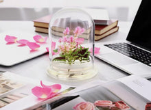 Load image into Gallery viewer, Live Celosia &amp; Coleus, Assembled Flower Terrarium, Jumbo Size, 1 + 1 &gt; 2
