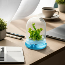 Load image into Gallery viewer, Venus Flytrap, Dionea Muscipula B52, Carnivorous Terrarium, Large Size Dome
